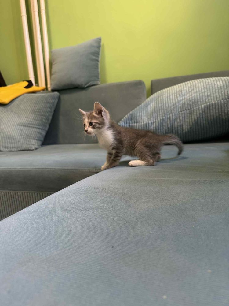 Подарявам мъжко коте