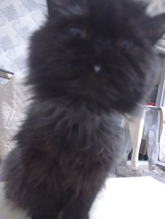 Кошка персидская
