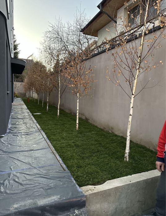 Vand mesteacan alb plante ornamentale oriunde in tara pret minim