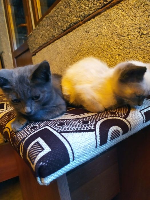 Отдам котят в добрые руки