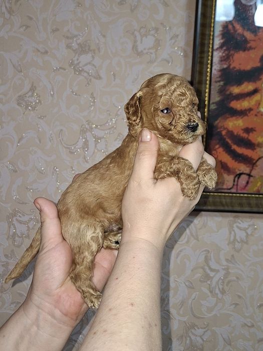 Карликовый пудель