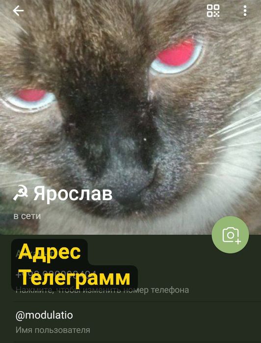 Сиамские котята.