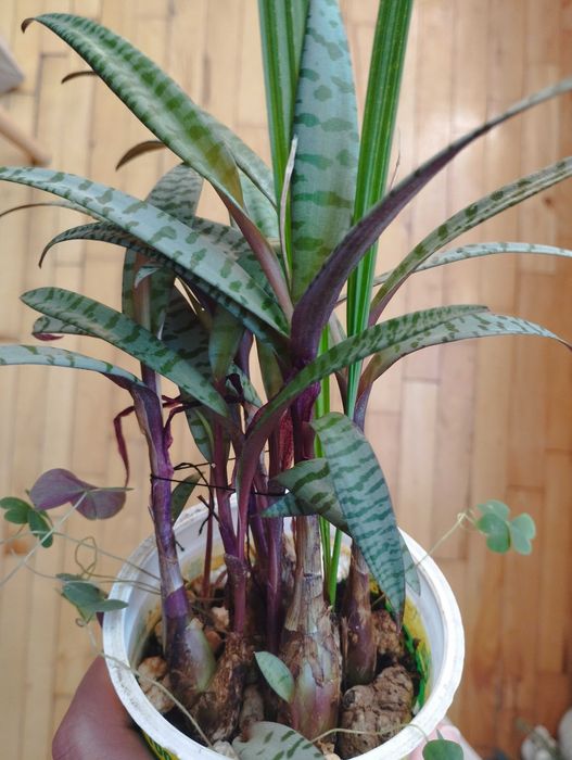 Бенджамин, традесканция, пилея, дифенбахия, гастения, алое, ледебурия