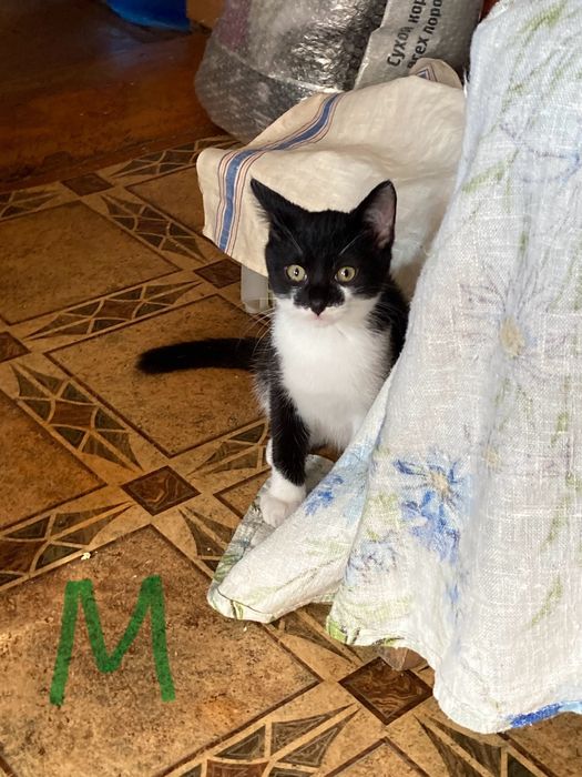 Отдам котят срочно