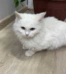 Turetskiy angora 1yosh qiz bola zara
