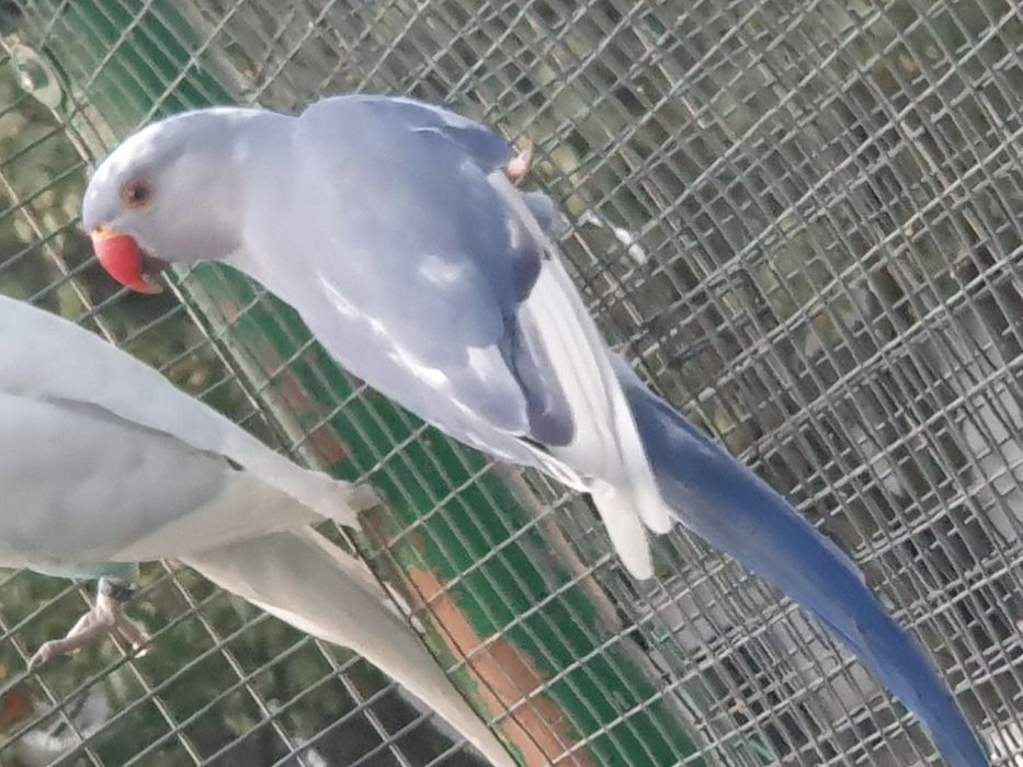 Papagali Micul Alexandru, 2024, ADN