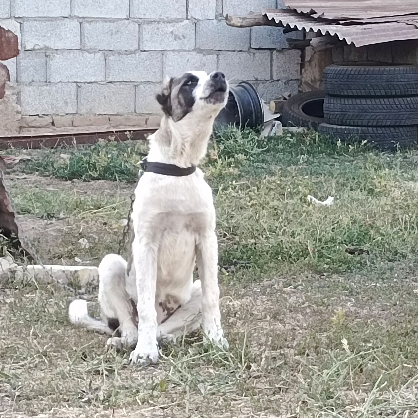 4 аилық күшік ұрғашы