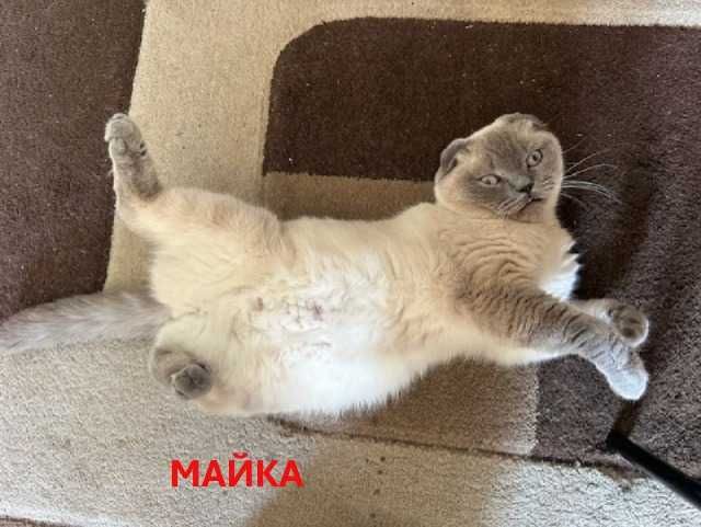 Шотландски бебета котки със сини очи