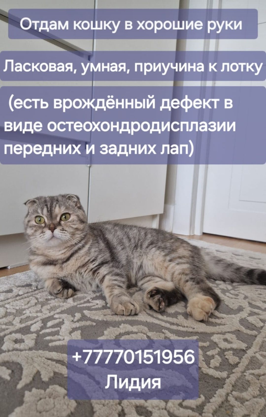Ищем новых хозяев!!!