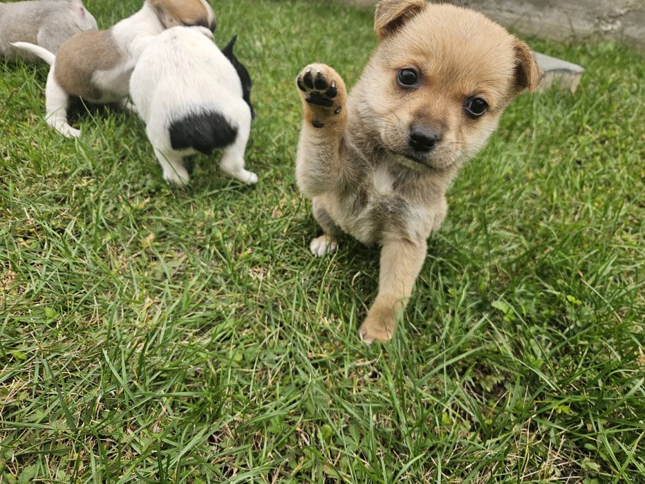 Donez 5 puiuti de caine