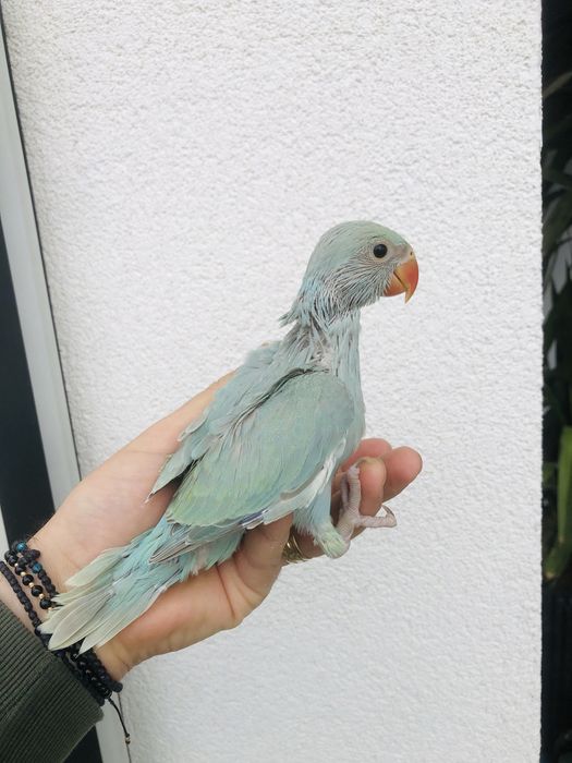 Puiuti papagali micul alexander alexandru