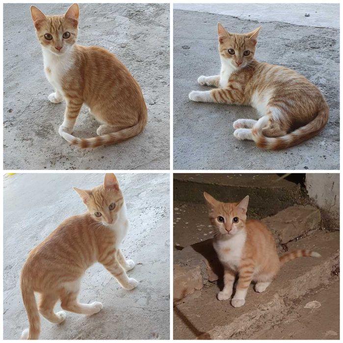 Малки котета – различни шарки