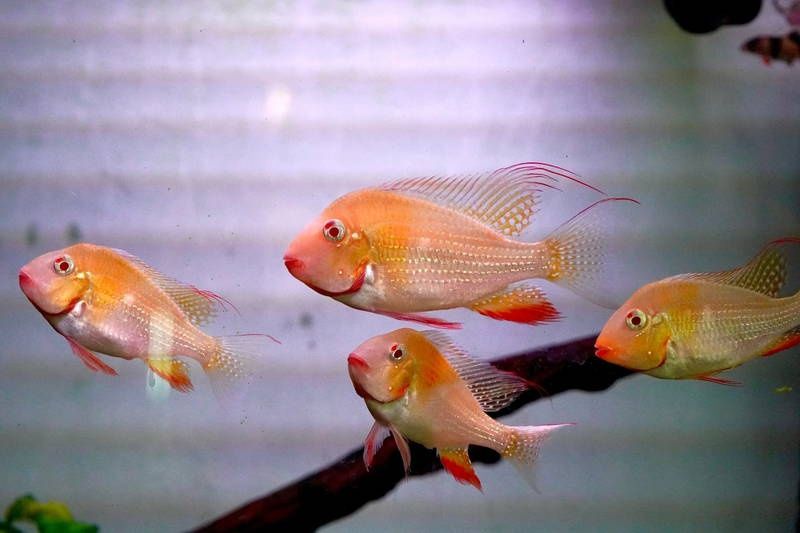 Geofagus albino hekl