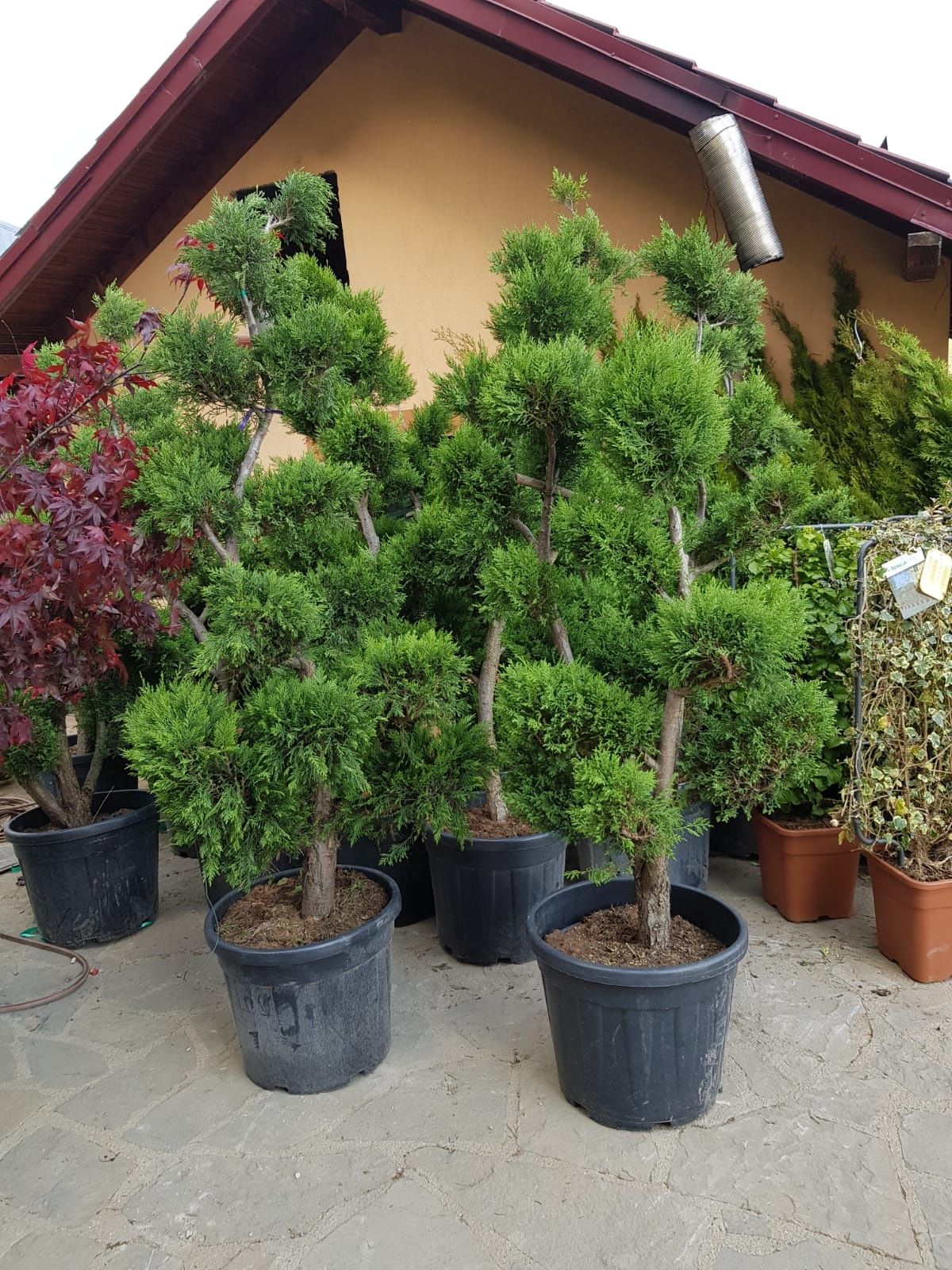 Vand diferite plante ornamentale pentr o gradina modernă