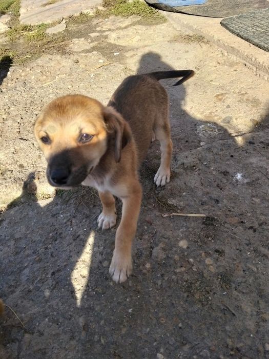 Donez cățeluși  iubitori și foarte jucăuși