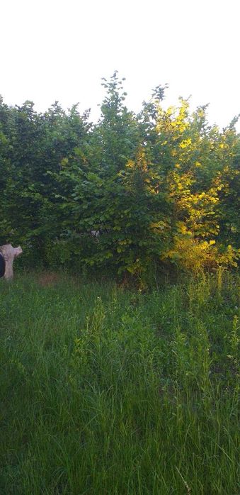 Vand casa cu teren intravilan 7347 mp Stolnicieni Prajescu-Iasi