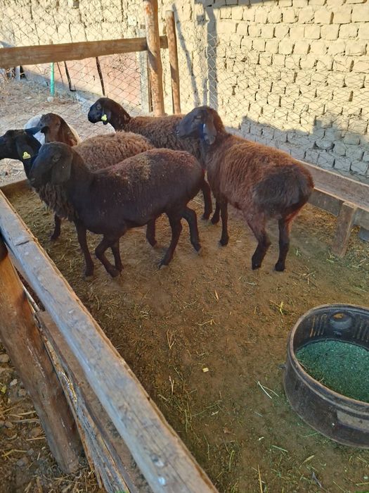 Токтылар, койлар, Бараны