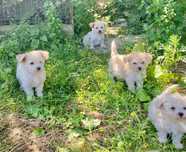 Pui bichon maltez !