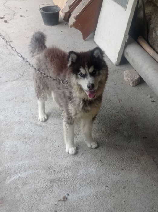 Xaski it sotladi arzon ayiq dak 3 yow erkak