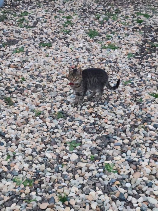 Donez pisicuțe cuminți