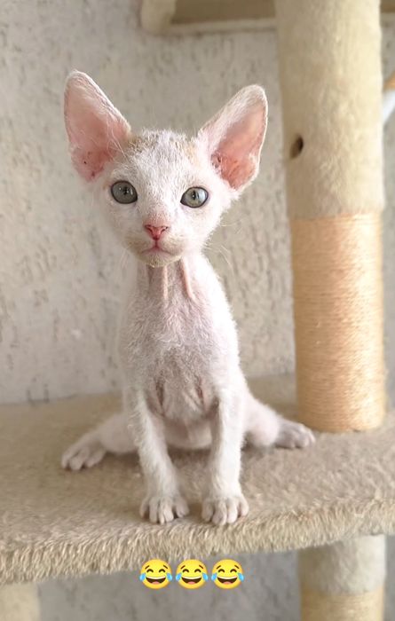 БРАШ с родословието на Донски сфинкс мъжки