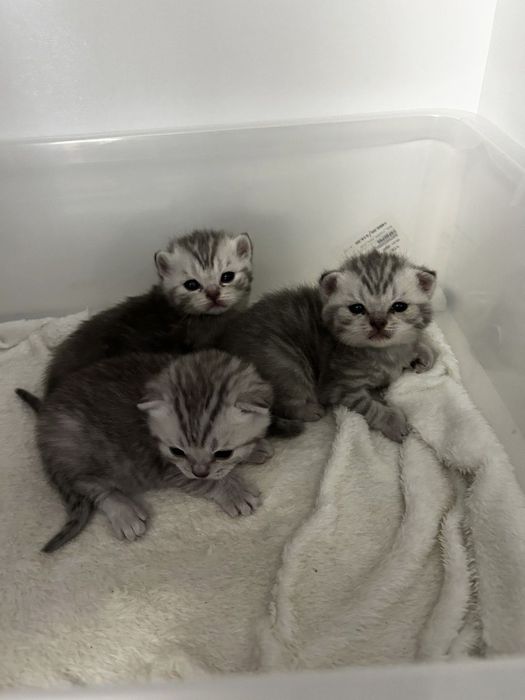 Британска късокосместа