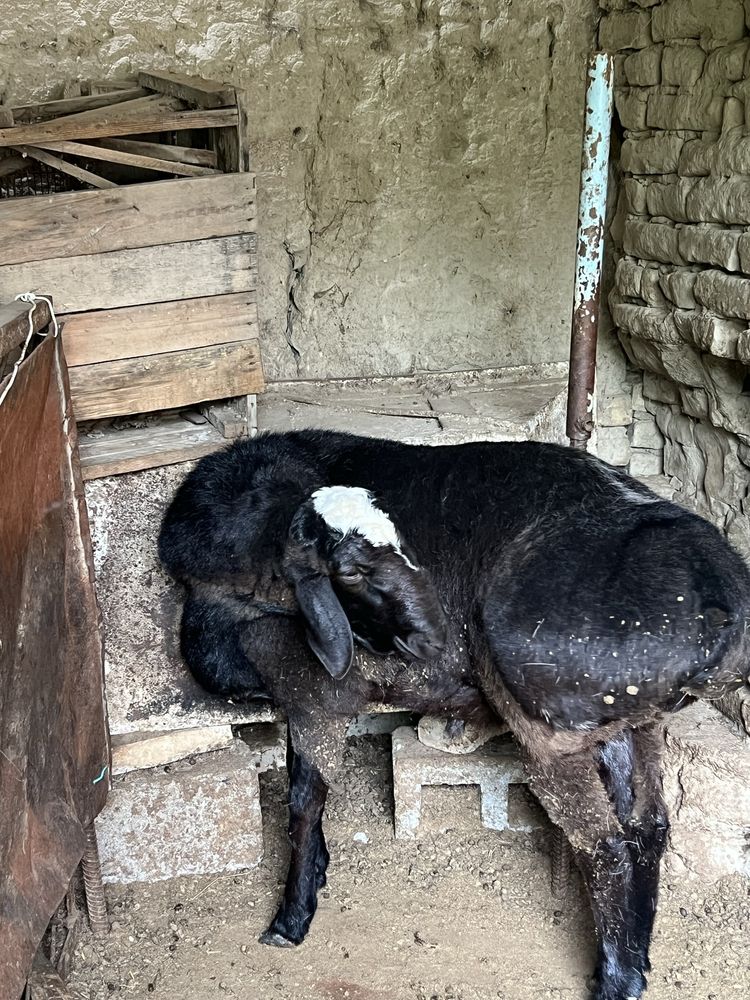 Куй сотилади катта