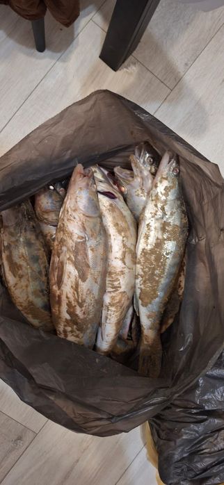 Продаётся рыба судак