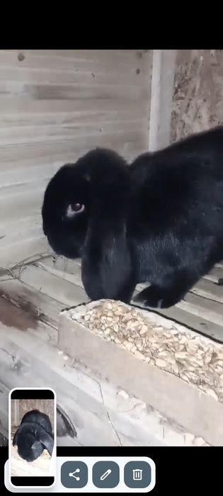 Mascul berbec german