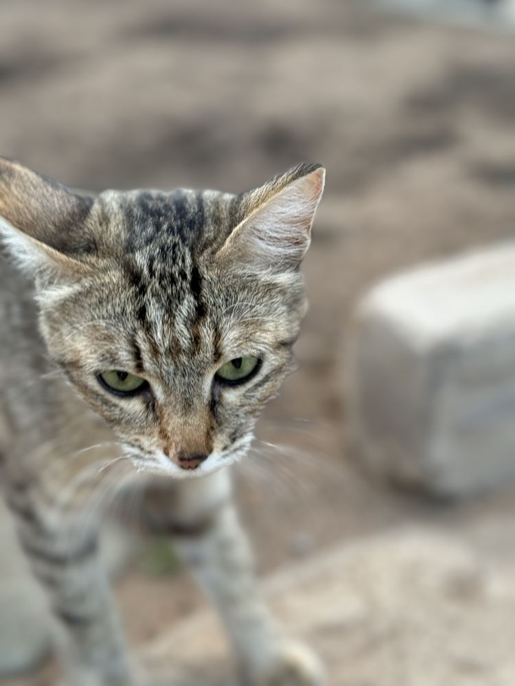 Отдадим 4 котят и 1 кошку
