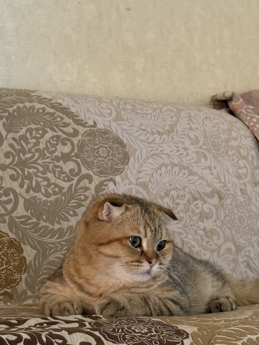 Scottish fold zolotaya shinshilla srocnoo