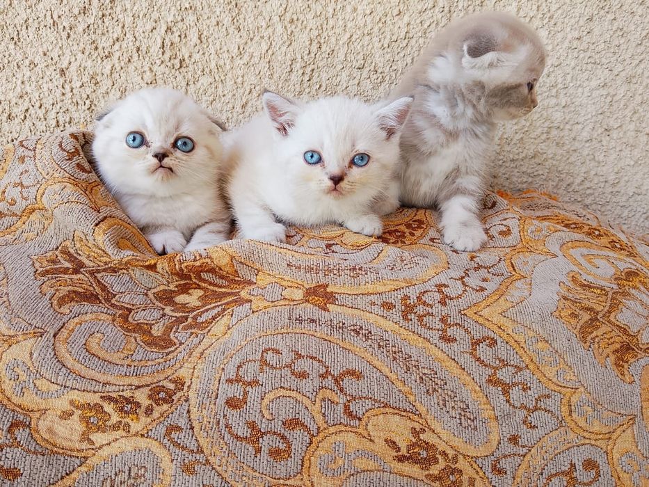 Котята шотландцы .