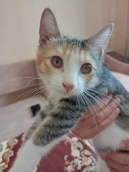 отдам котенка девочку 4,5 мес в добрые руки
