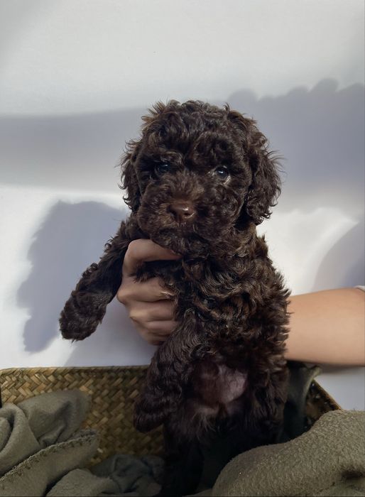 Мини пудели - цвят шоколад