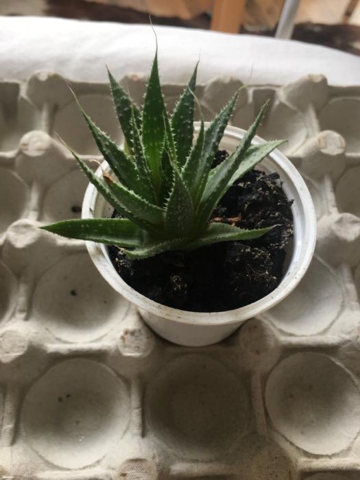 plante: baby cactusi, suculente mici
