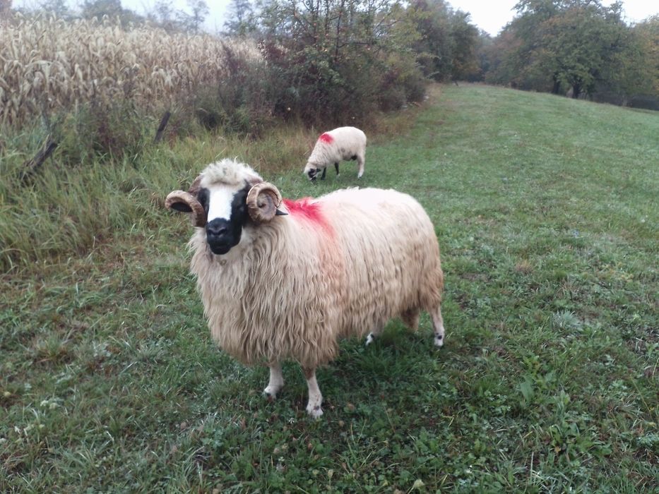 Vând berbec lapugiu te sus