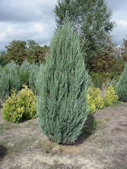 Можжевельник кустарник