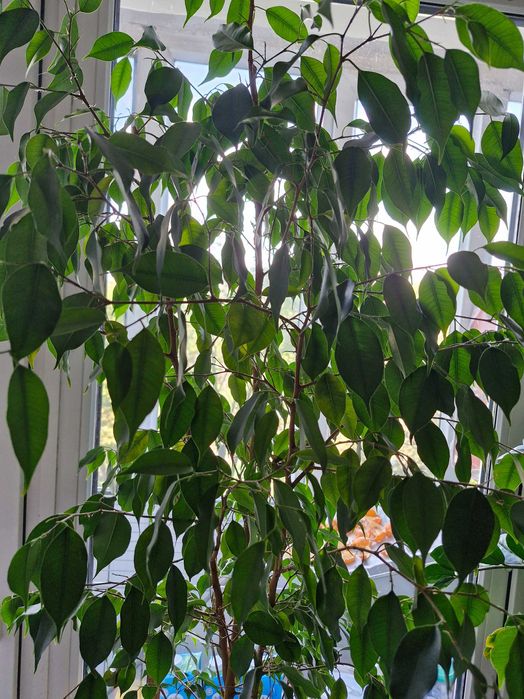 Комнатные растения