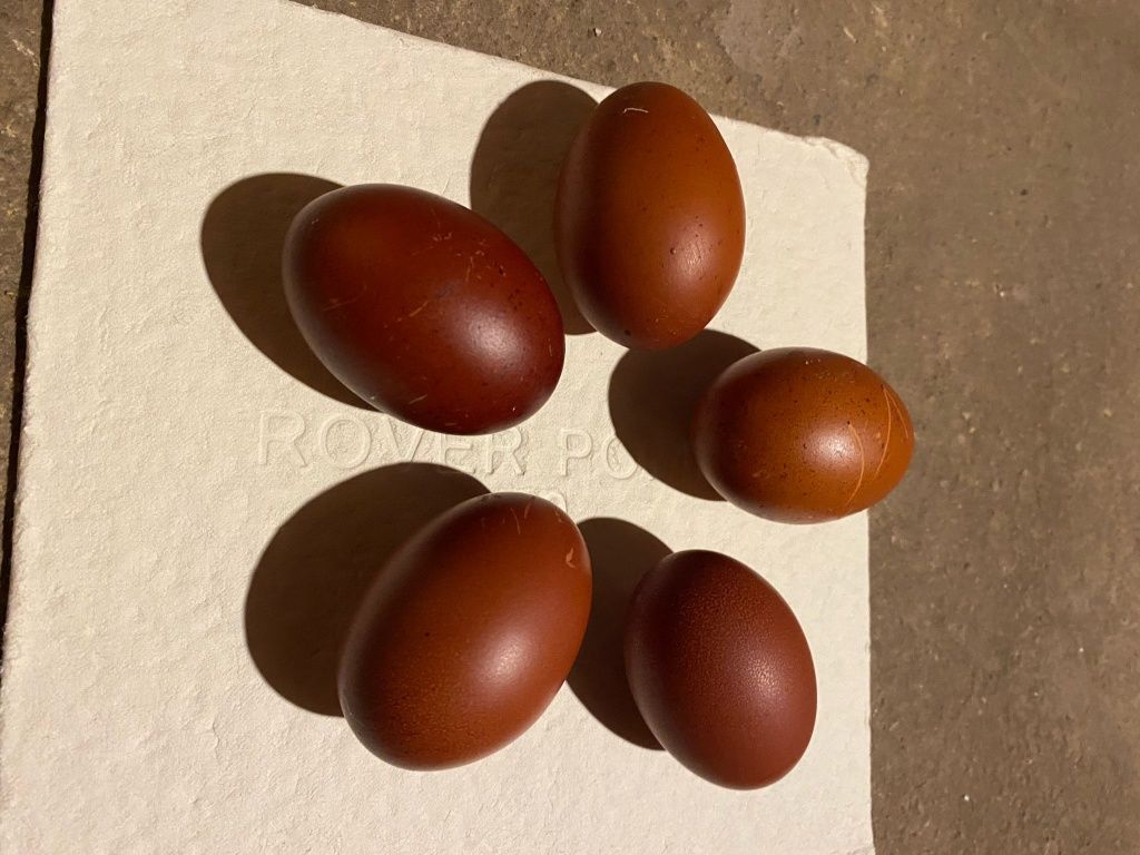Familie găini  MARANS
