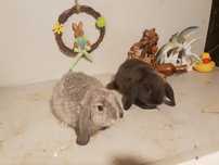 IEPURASI Berbec Pitic de companie Holland Lop Mini Lop
