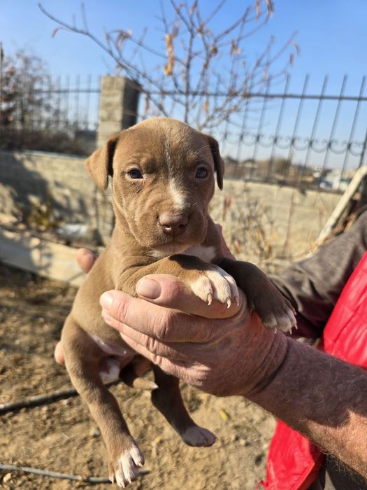 Продаются щенки питбуля