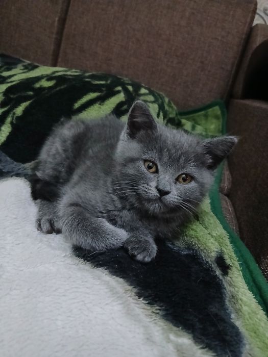 Срочно продаются британские котята