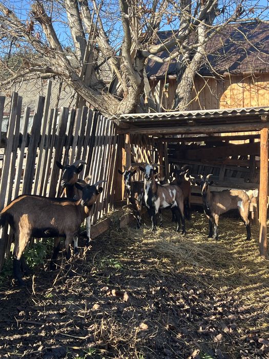 Capre gestante 1-2 ani