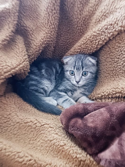 Кошка басплатно беріледі
