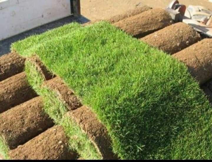 Vând magnolia grande flora pon pon cedrus Danica palmieri bonsai tuia