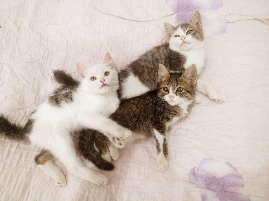 Отдам котят в добрые руки. Котята здоровые, игривые, приучены к лотку.