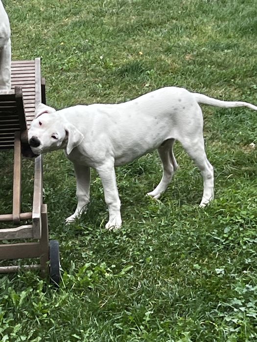 Dog Argentinian/ Dogo argentino