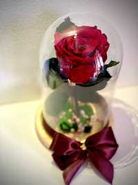 Trandafir criogenat rosu