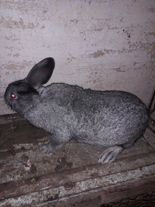 Продам кроликов мясной породы