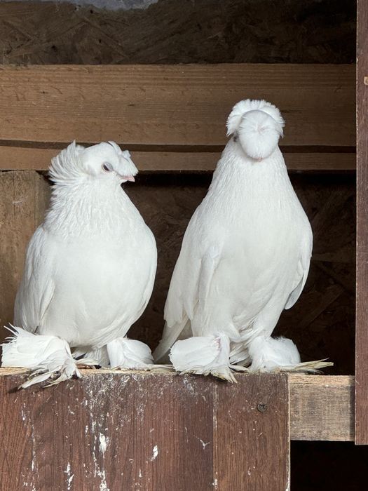 Jucatori de botosani